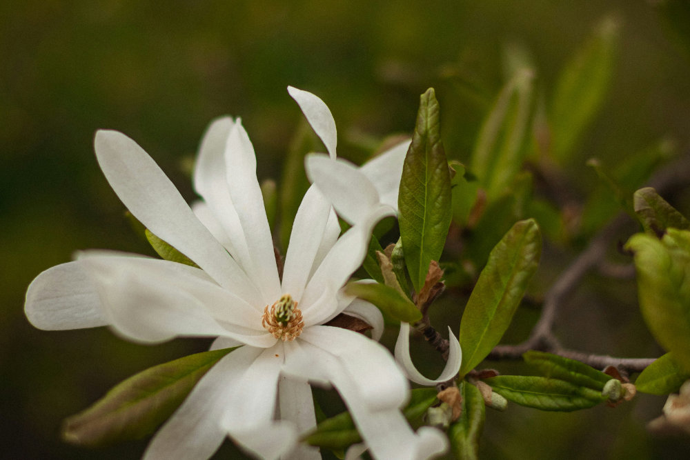 Star magnolia blossom.